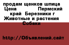 продам щенков шпица › Цена ­ 15 000 - Пермский край, Березники г. Животные и растения » Собаки   